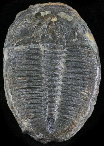 Elrathia Trilobite - Wheeler Shale, Utah #24796